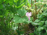 Trillium
