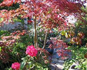 Dianne takes a journey through her garden
