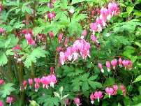 Bleeding Hearts