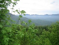 View across the Coast Range
near the Valley of the Giants