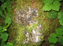 Oxalis, ferns, and a variety of mosses
grow on the giant old growth trees