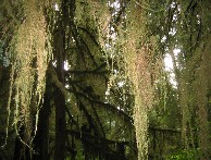 Valley of the Giants 
moss covered branches 