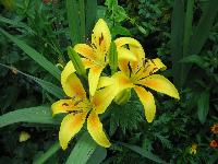 Day Lilies, Monet’s Garden
Giverny, France