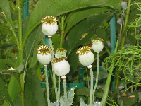 Poppy Pods, Monet’s Garden
Giverny, France