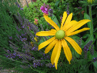 Rudbekia, Monet’s Garden,
Giverny, France