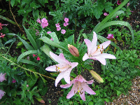 Day Lilies, Monet’s Garden
Giverny, France