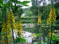 Monet’s Pond, Giverny, France