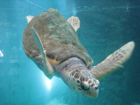 Hawksbill Sea Turtle,
el Centro de la Tortuga,
Mazunte, Mexico