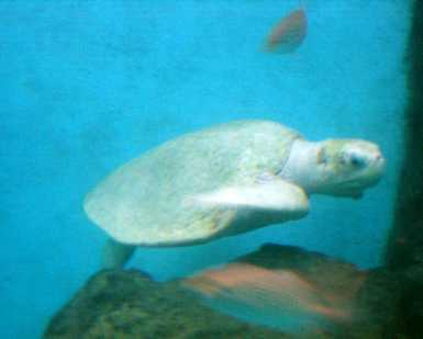 ntro de la Tortuga, Mazunte, Mexico